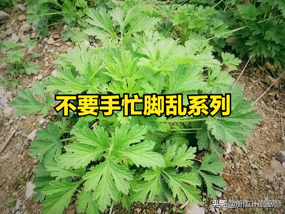 急性上呼吸道感染——中成药外治法。值得收藏
1.风油精：将本品涂在人中、太阳、印