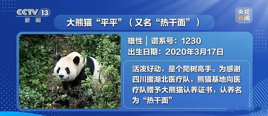 大熊猫平平福双已启程赴美 9月27日，大熊猫“平平”“福双”从成都双流机场搭乘包