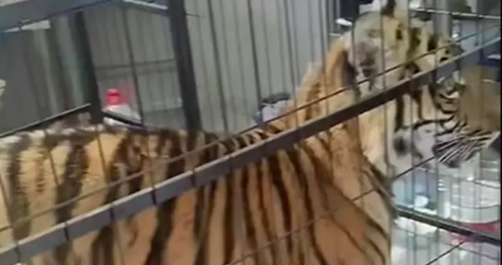 缅甸妙瓦底顺达电诈园区发现笼养老虎，传为电诈老板饲养