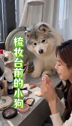 这条视频我反复看了好几遍，画面下方标注了AI生成。小狗趴在梳妆台上看着主人化妆，