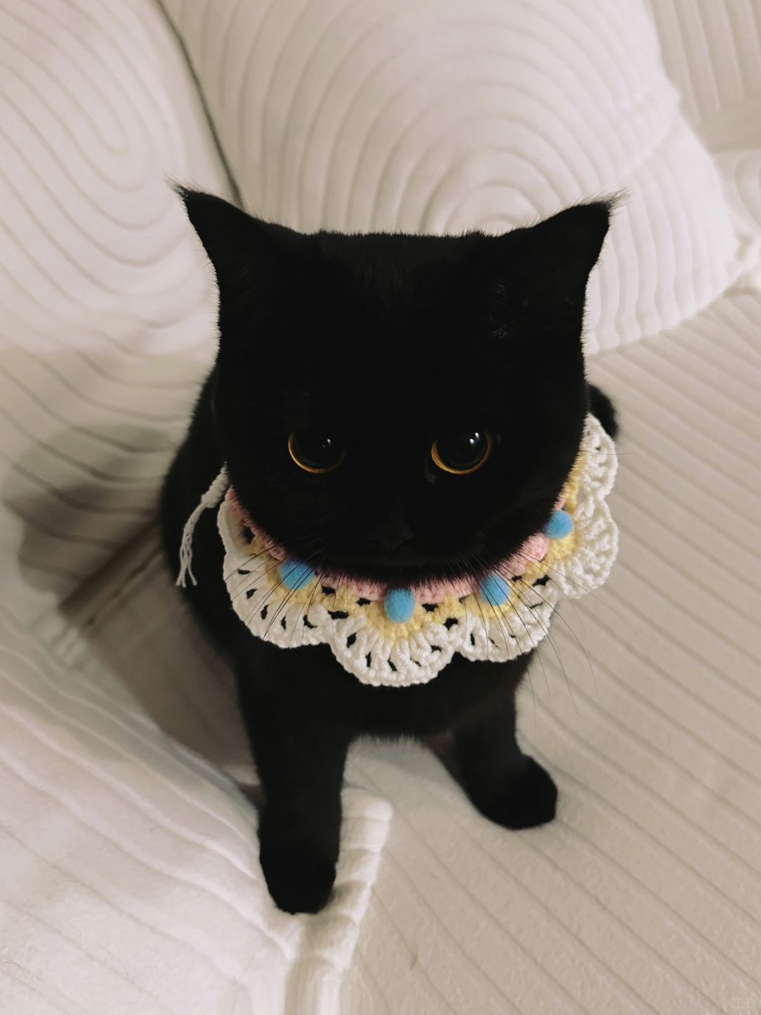 等等 您刚才说小猫不能上沙发吗？