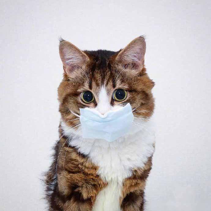 即使戴着小面具也很可爱