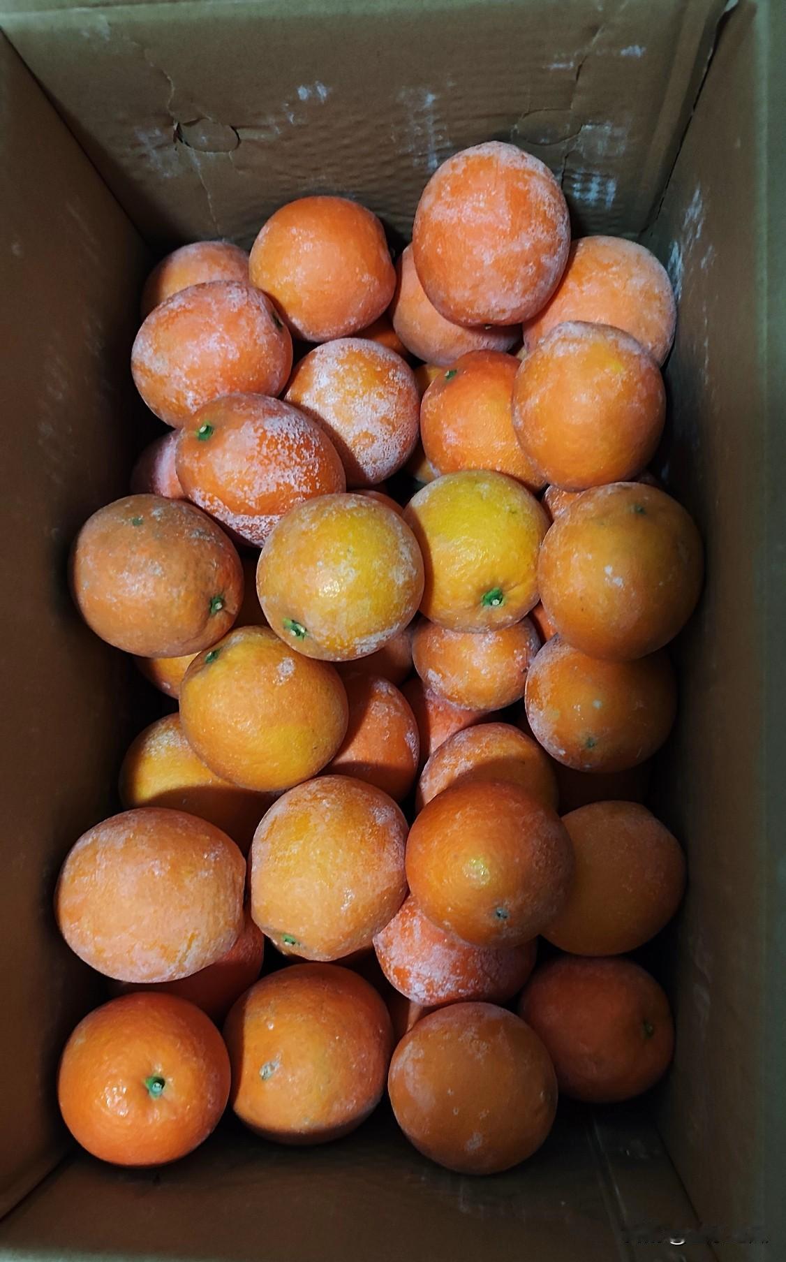 真是气死我了！在网上买了两箱橙子，收到时竟都发霉了。你们瞧，每个橙子上都是一片白