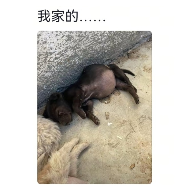 过年后狗都吃不动了