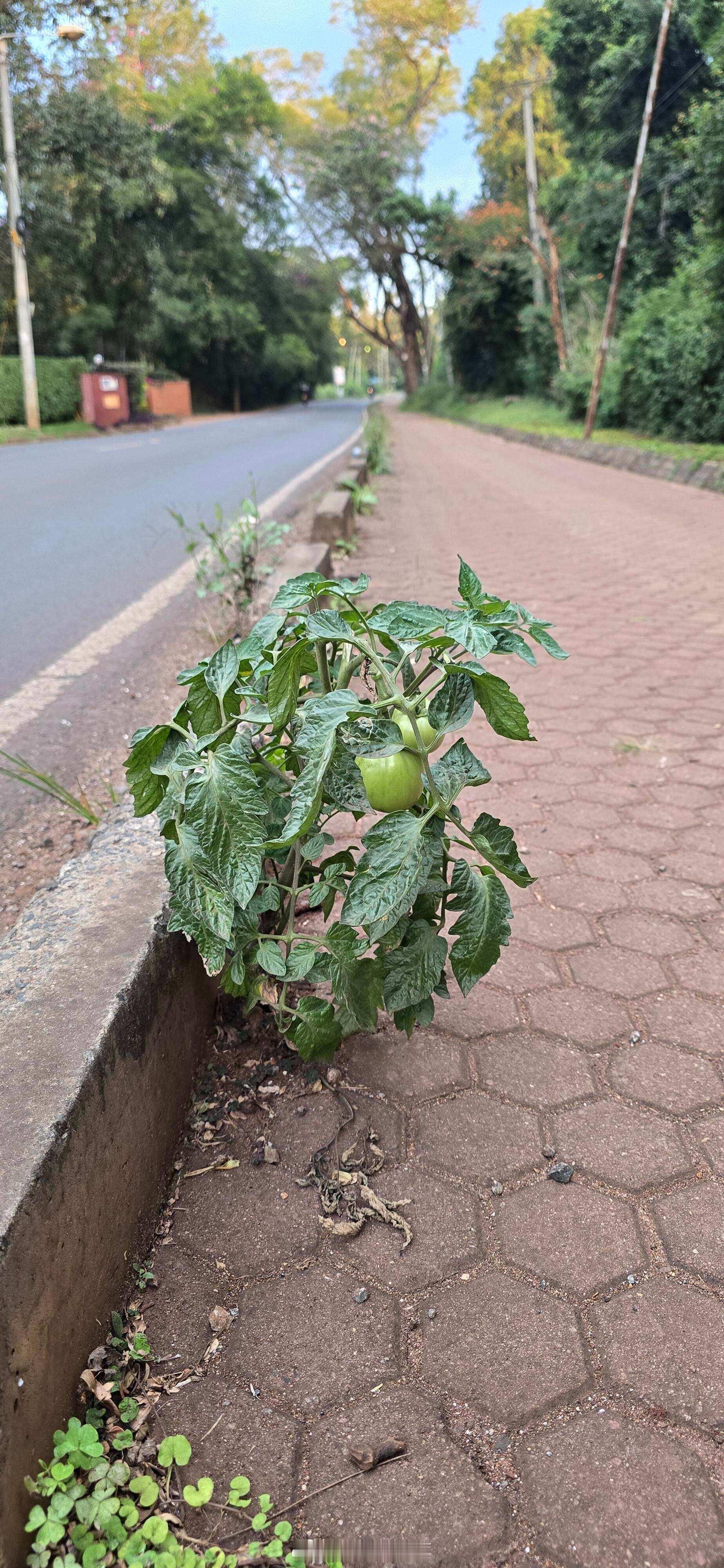 这个番茄是如何在混凝土人行道上生存 