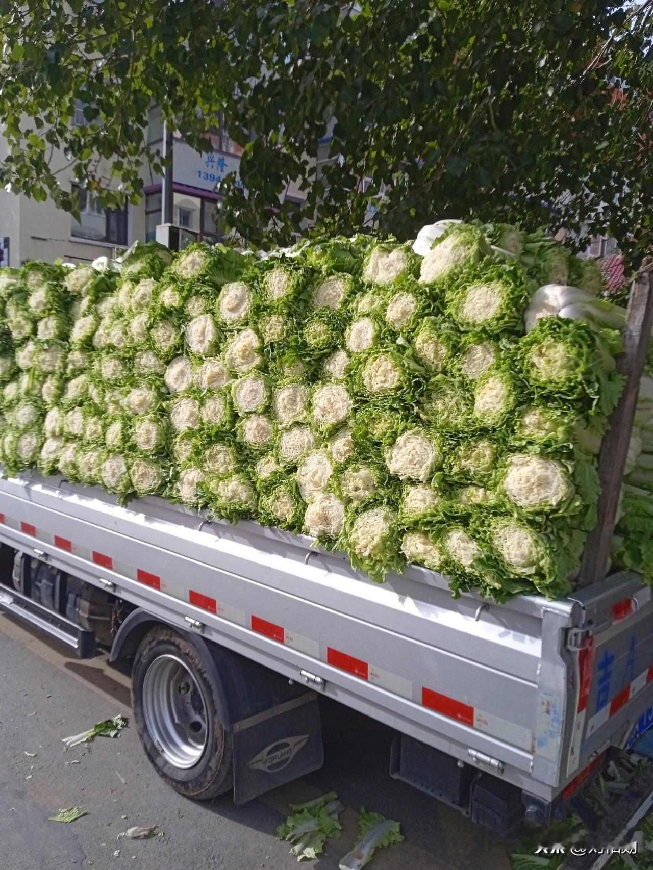 长春市奔驰路与杨柳大街交汇处的冬储菜销售点，曾是秋冬时节一道热闹的风景线。然而近