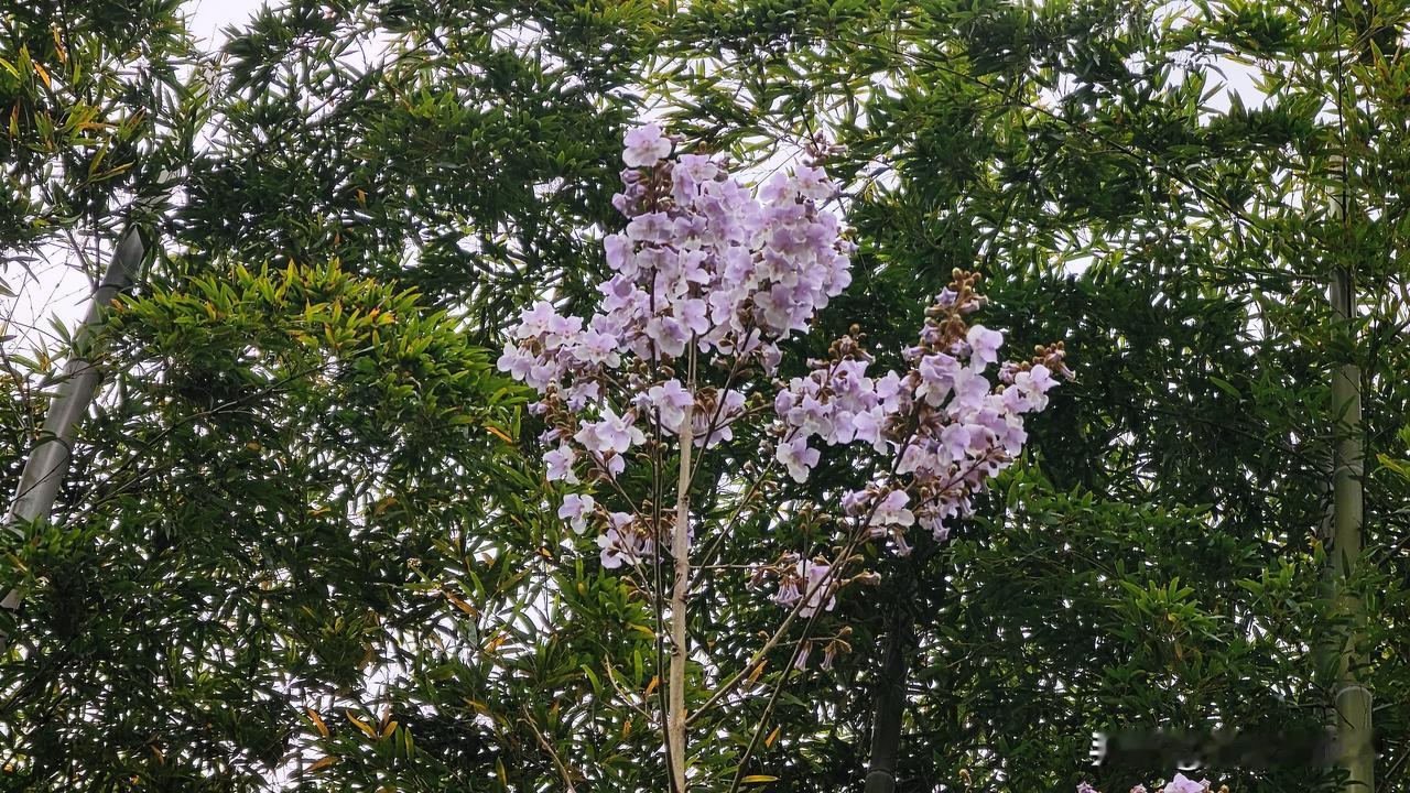 上海周边游｜湖州吴兴古村，遇见粉嘟嘟的猕猴桃花开
从没在江南古村里，见过开得这么