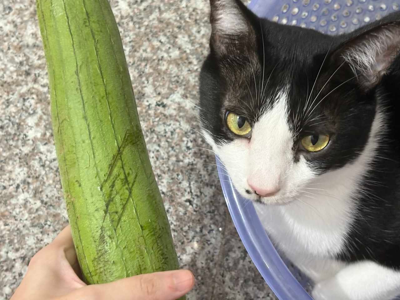 这个不是很好抓。daily奶牛猫 （投稿：） 