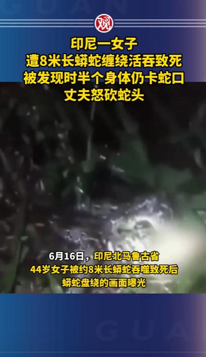 6月16号，印尼北马鲁古省出了一件让人头皮发麻的事。一个44岁的女人，被一条将近