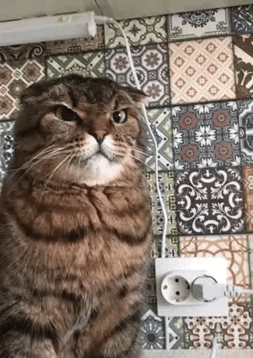 得遇见怎么样的铲屎官，才会让猫咪摆出一副如此无奈的表情？