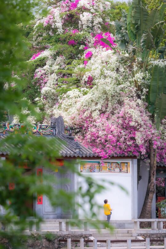 深圳园博园三角梅花瀑🌸惊艳了整个春天