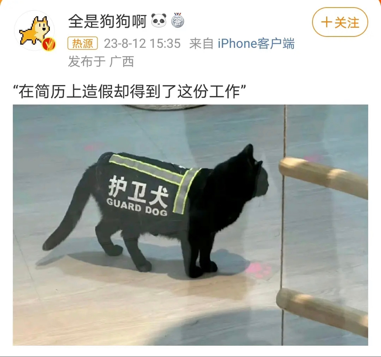 猫：“第一次当狗，有点紧张。” ​​​