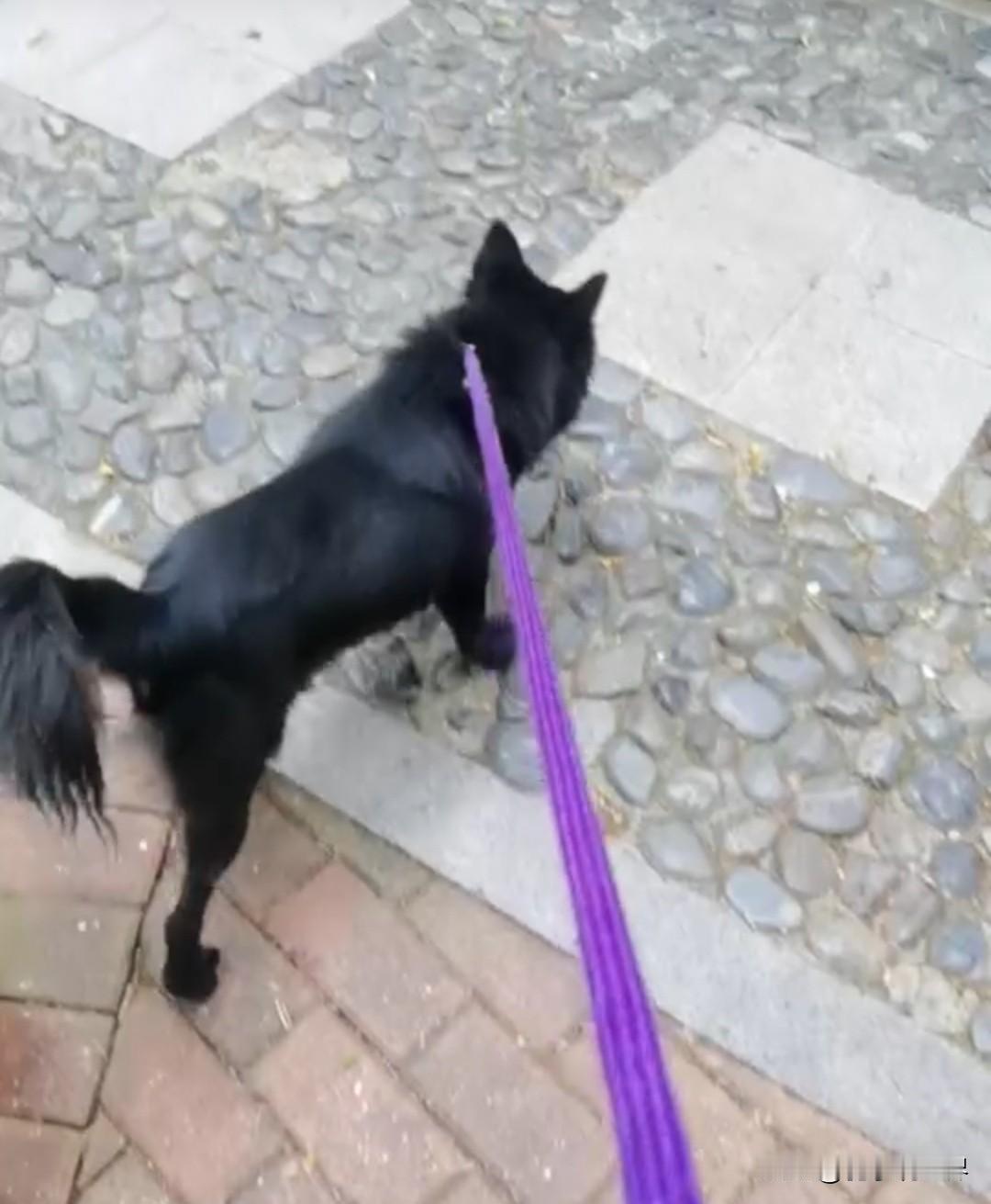 给养狗划下“红线”，出门遛狗再不拴绳就要被罚了？
      狗是人类最忠实的朋