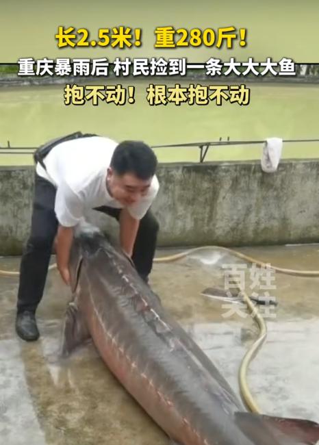 “简直就是天上掉馅饼呀！”近日，重庆下了一场大暴雨，不知道从哪里冲来了一条长2.