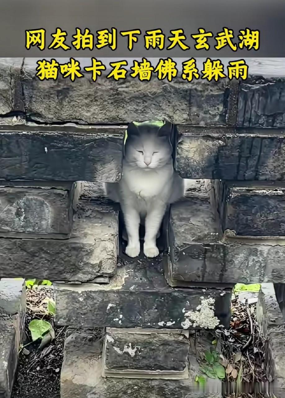 跟个可爱的摆件似的[偷笑]
不过，可不可以跟猫猫要点超圣水啊[偷笑]