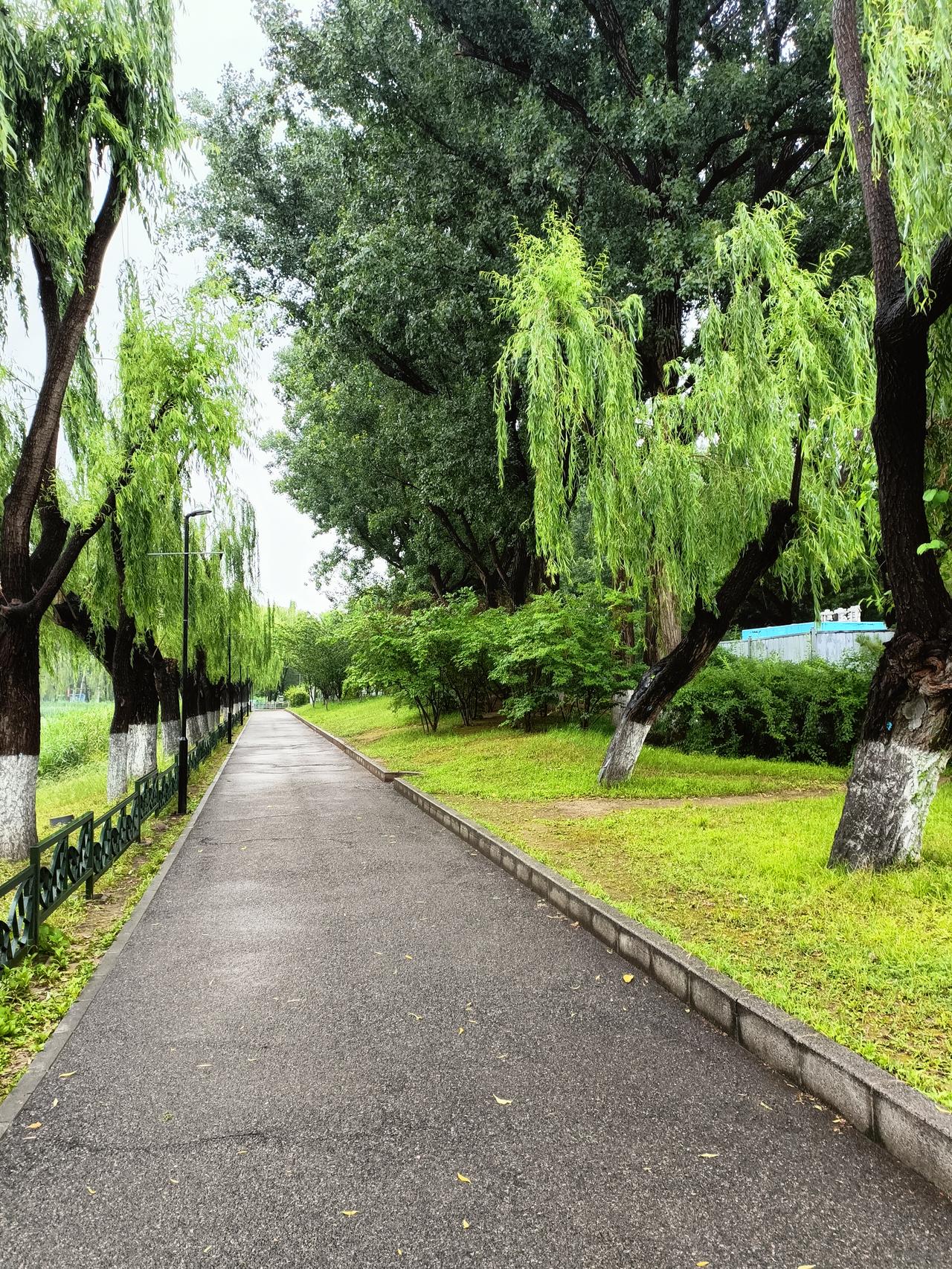记录我的2026 2026年的这场雨，给朝阳公园添了别样韵味。雨滴打在湖面上，泛