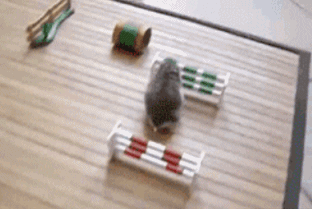 灵活的鼠鼠 