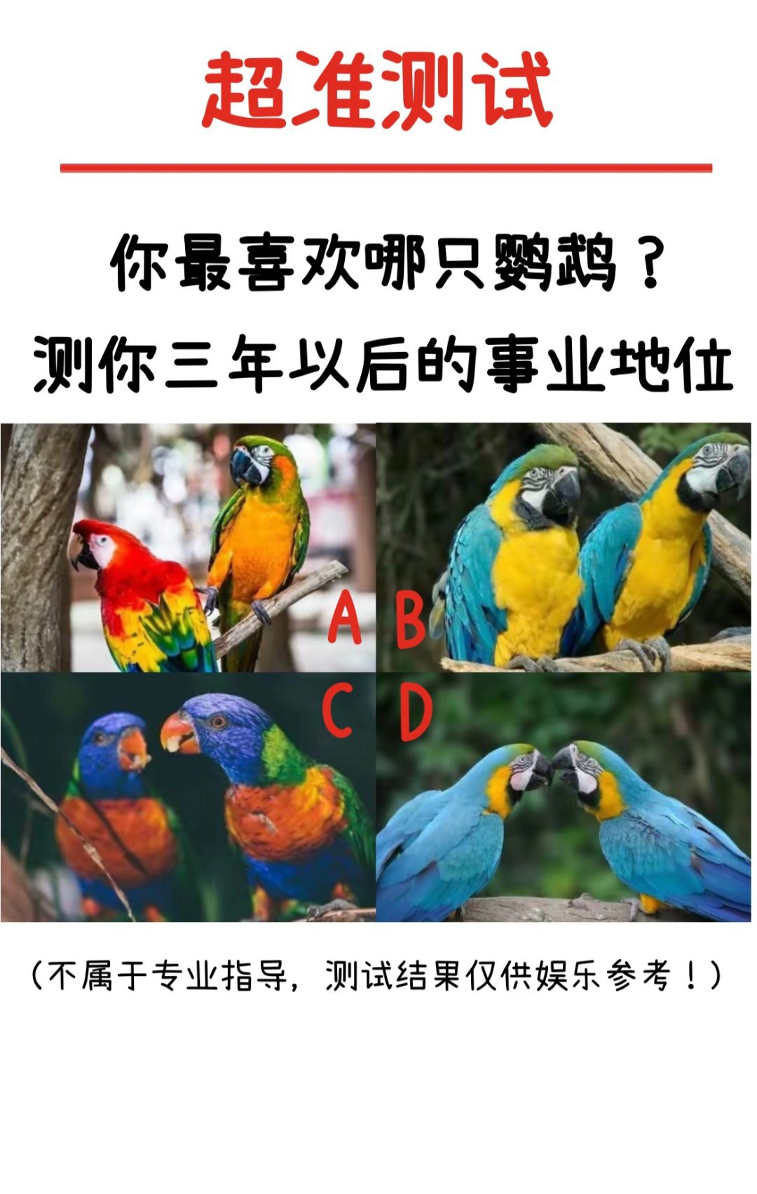 你最喜欢那只鹦鹉？测你3年后的事业地位