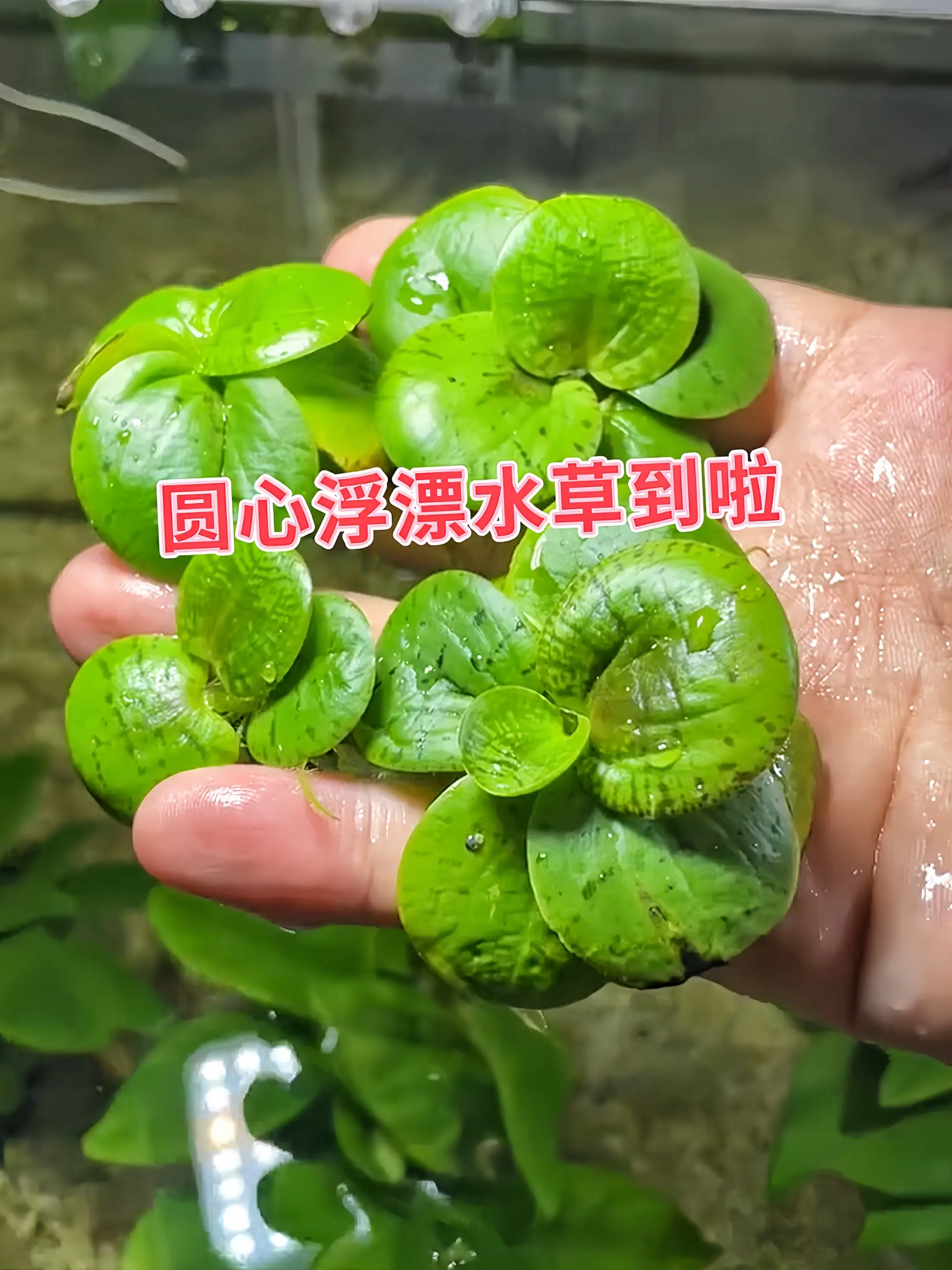 自然美学缔造者：圆心浮漂水草，叶片圆润精巧，似翠玉圆盘轻盈漂浮水面。无...