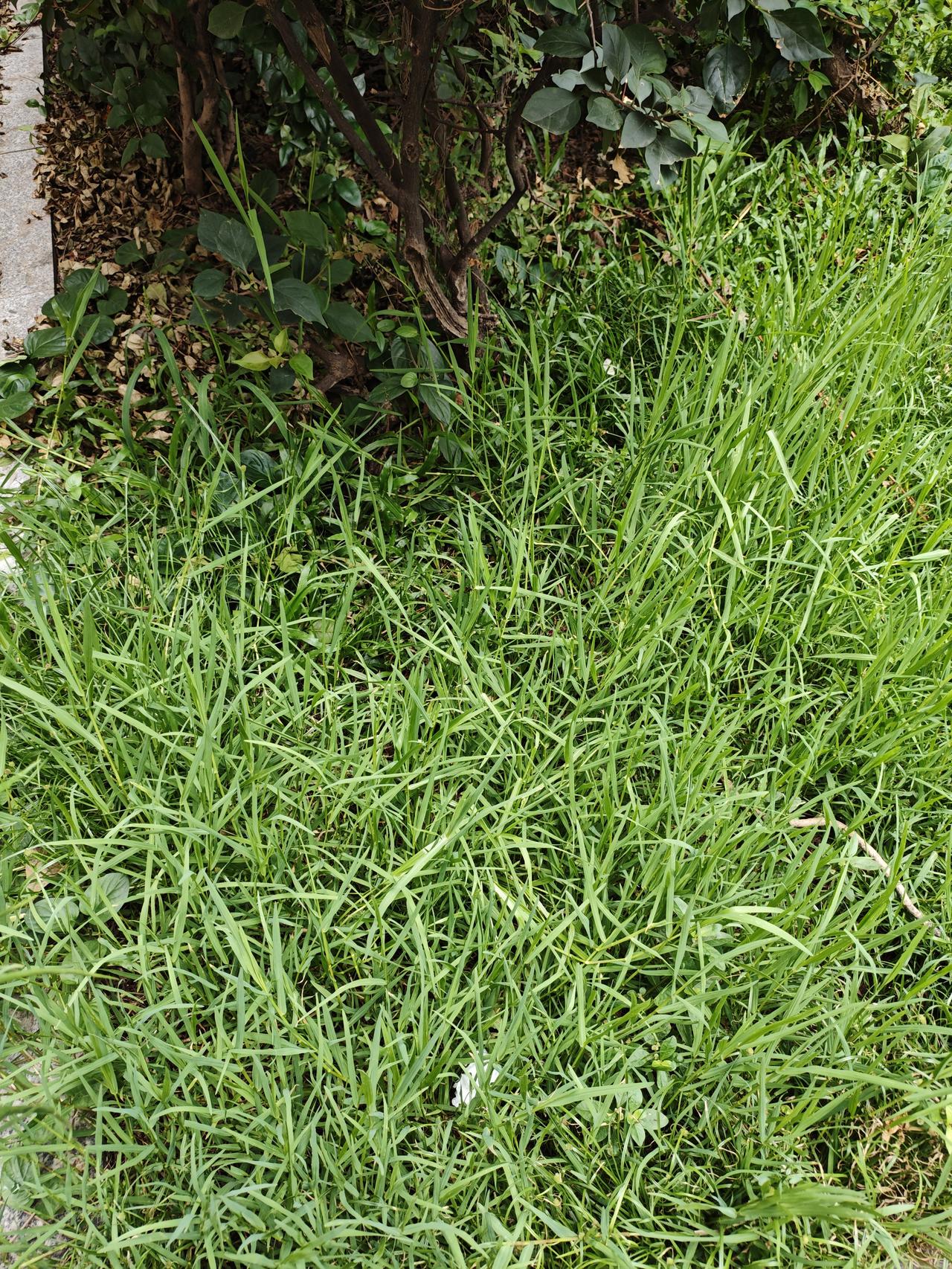 出门踏春啦现在出去踏青，到处都是绿油油的一片，连路边的小草也是一道很美的风景！但