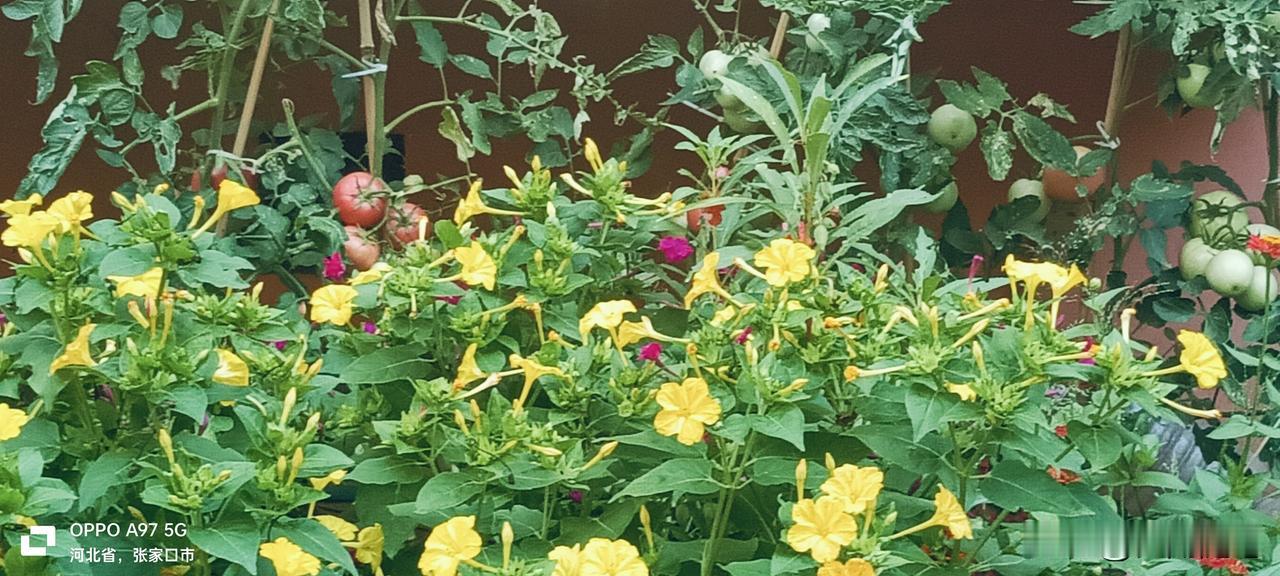 清晨六点，小院繁花尽放。紫茉莉、百日菊、大丽花、百合竞相吐艳，西红柿挂果，黄瓜垂