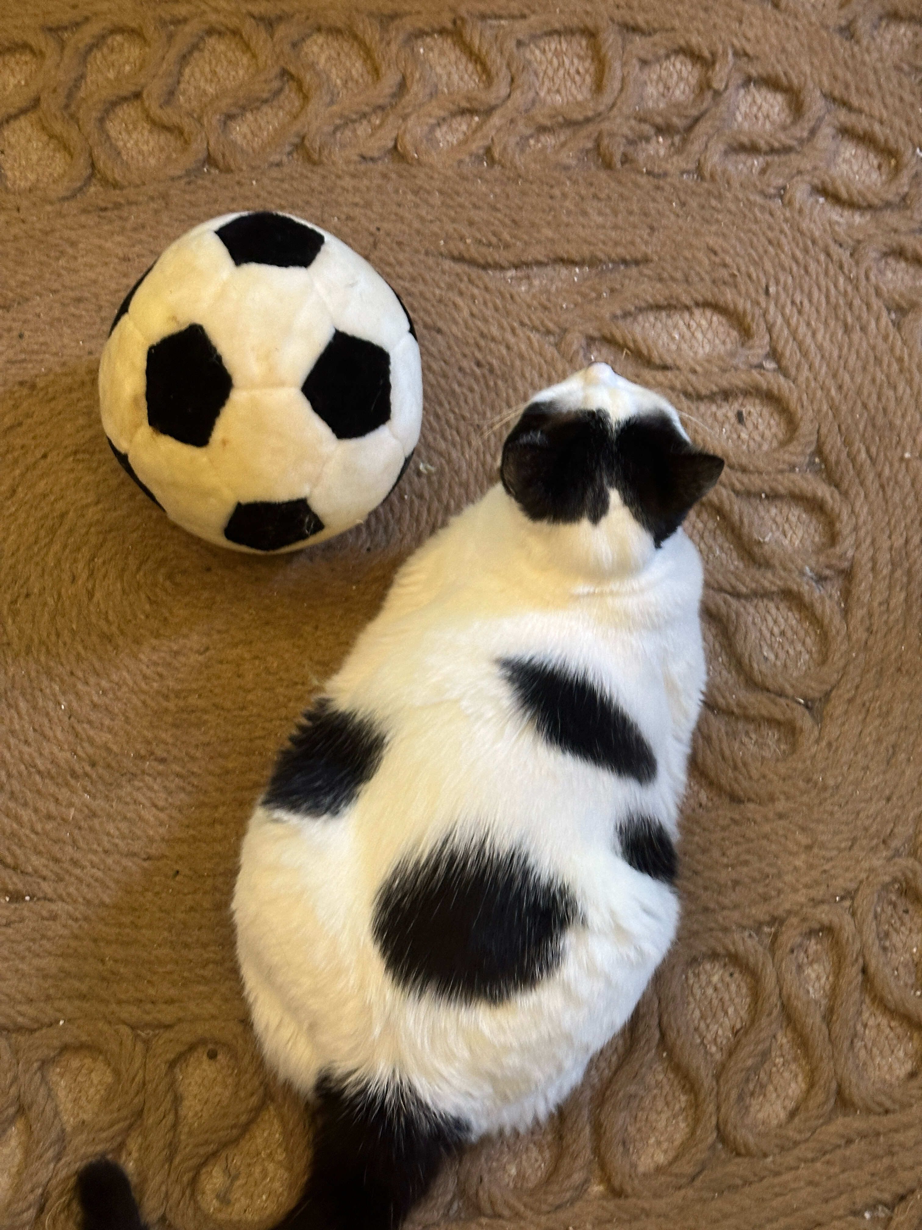 宠物世界杯真·足球宝贝⚽️孩子正脸太睿智了，不知道玩预言的话会有几分胜算😂 