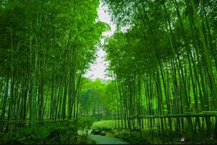 #上联: 云卷千峰色，请对下联#
云卷千峰色，
风吹万木绿。