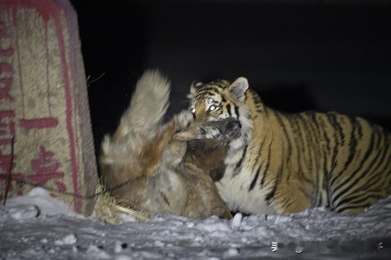 夫妻遇东北虎下山第一眼看成大黄狗 12月20日吉林延边，一对夫妻野外遇东北虎，竟