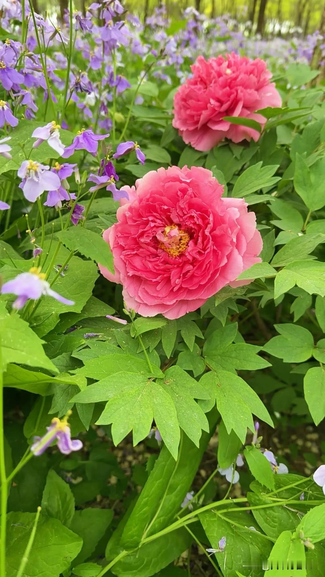 老师的品德和才华，哪个更重要我觉得品德第一，才华第二，人品不行，怎么影响孩子呢。