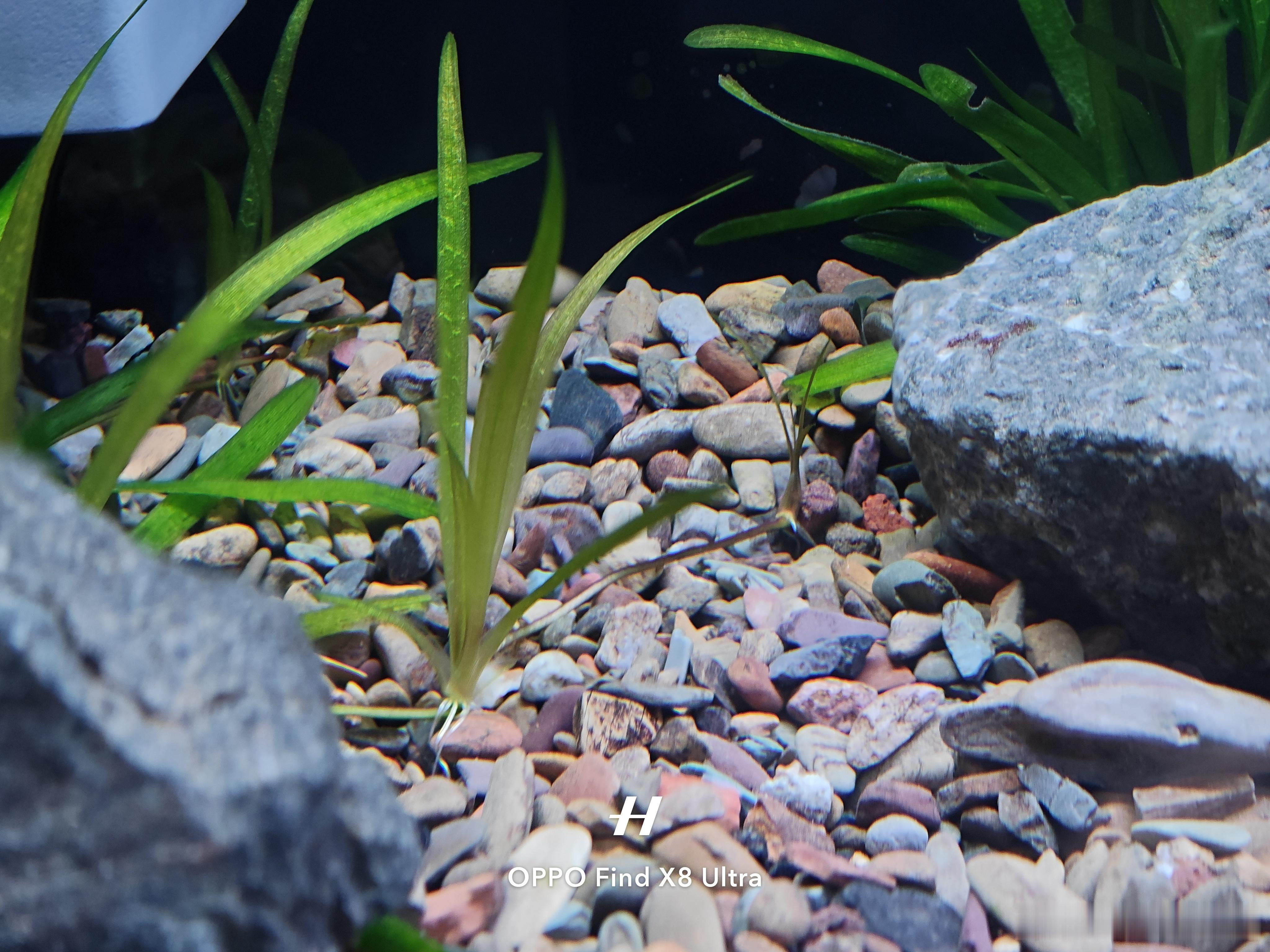 这次种的水草没翻车，苦草确实好养，眼看它向周边窜了一颗又一颗，感觉挺适合新手的 