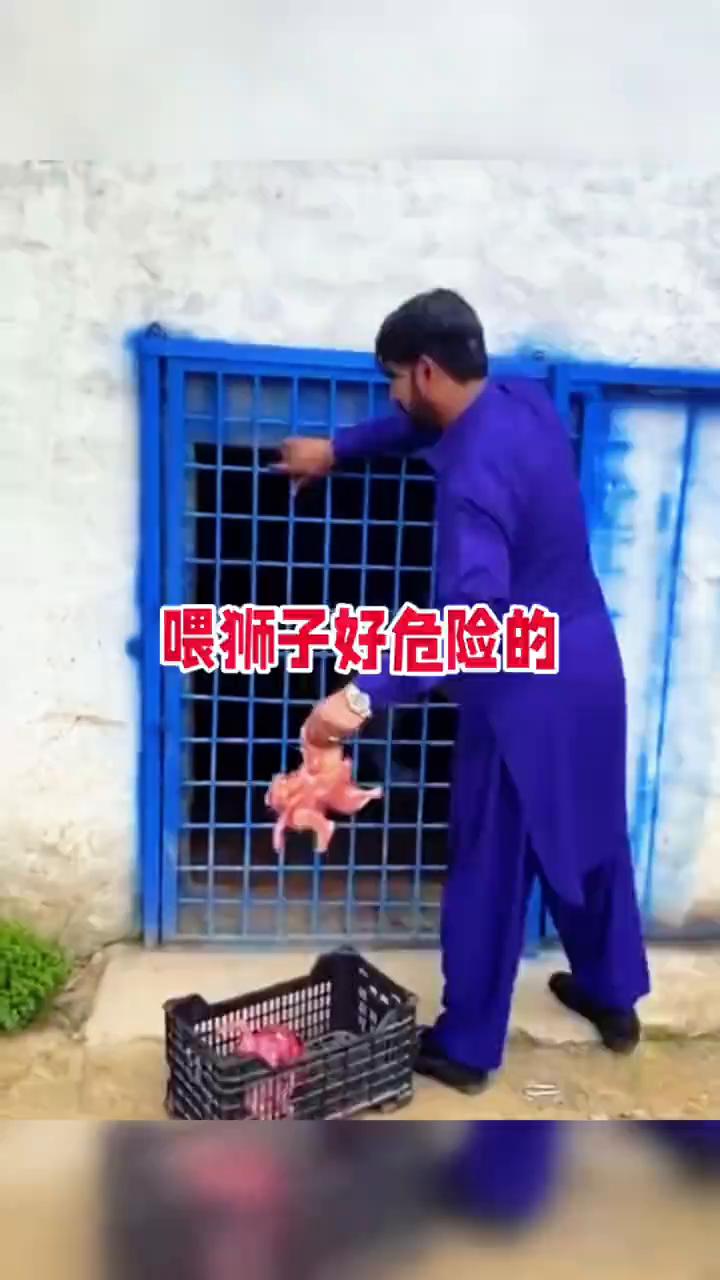 喂狮子好危险的。