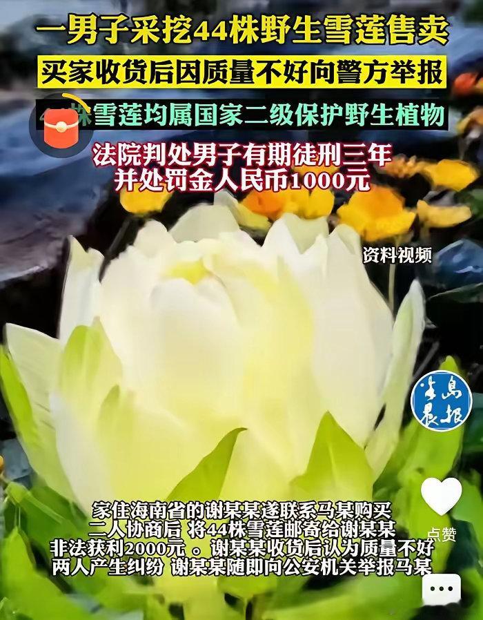 “长记性了！”新疆，一男子上山采蘑菇，意外发现一片野生雪莲，他一口气把44株全给
