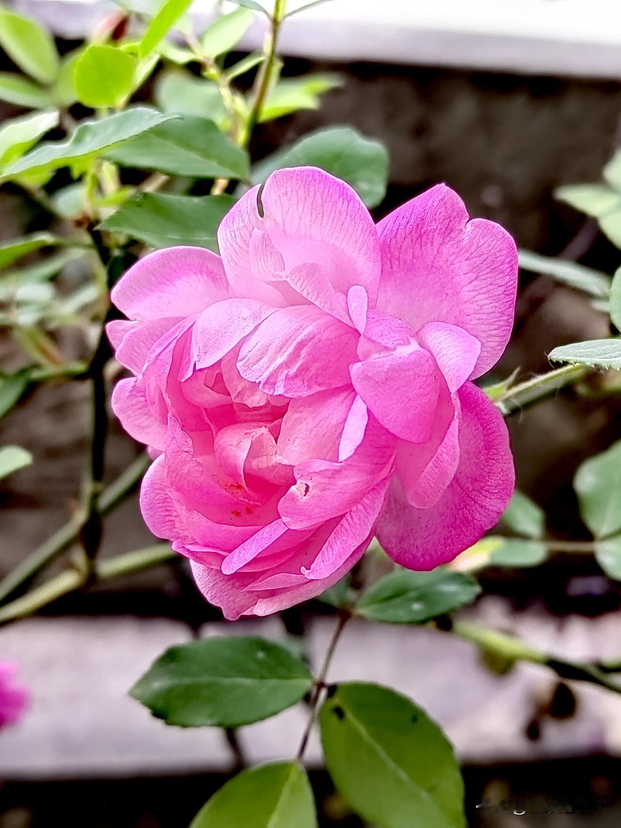 晒图笔记大赛最美的花