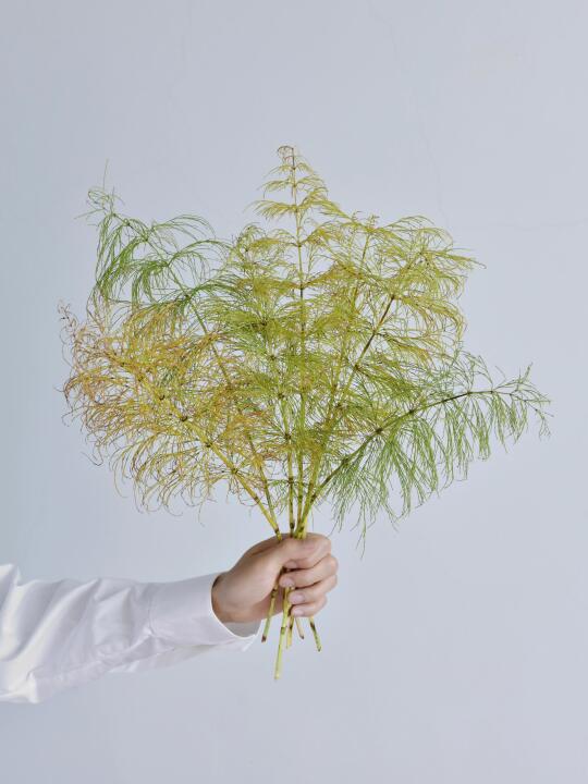 草花·草问荆
