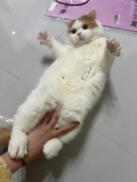 就要掏咪小裤裆🤩