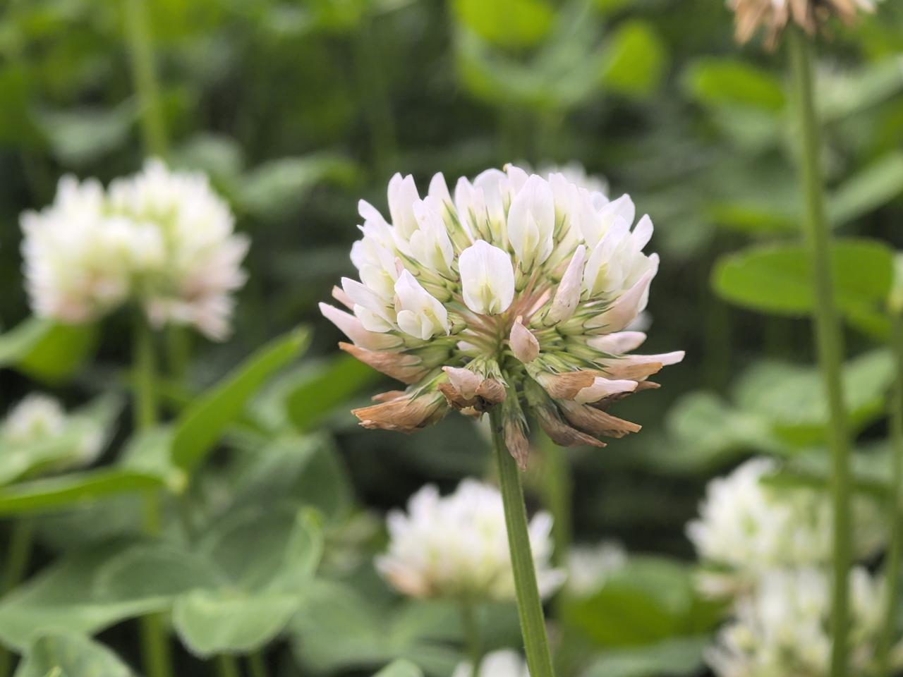 朴实无华的三叶草，又叫幸运草，默默绽放，不在乎有没有人注意。

草三叶草 三叶草