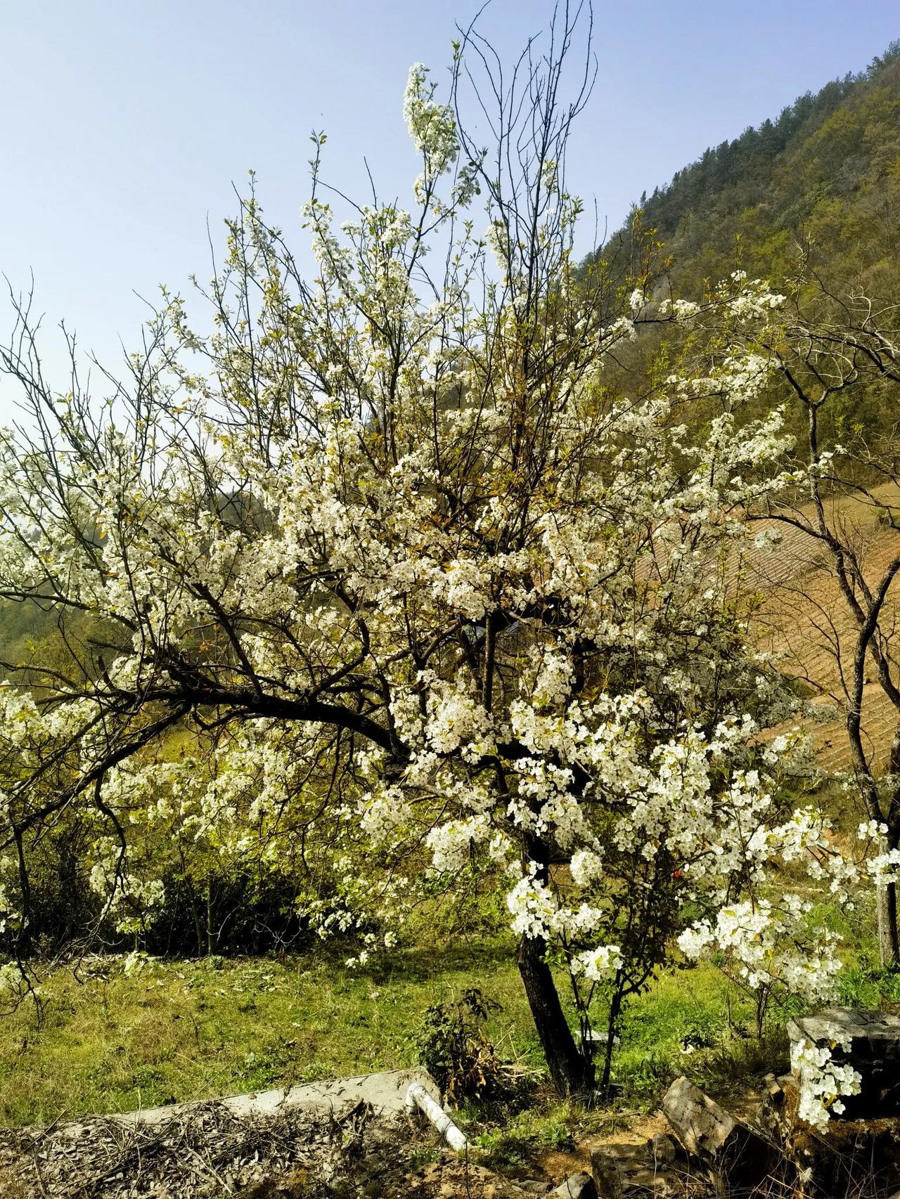 春日生活打卡季