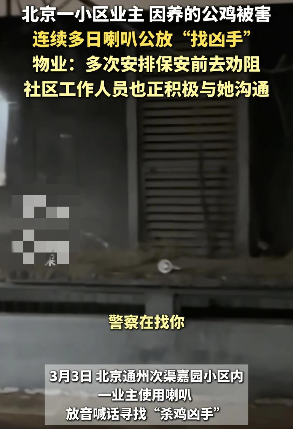 北京通州一小区内有业主的宠物大公鸡被陌生人活活打死了，然后主人用着打喇叭在小区内