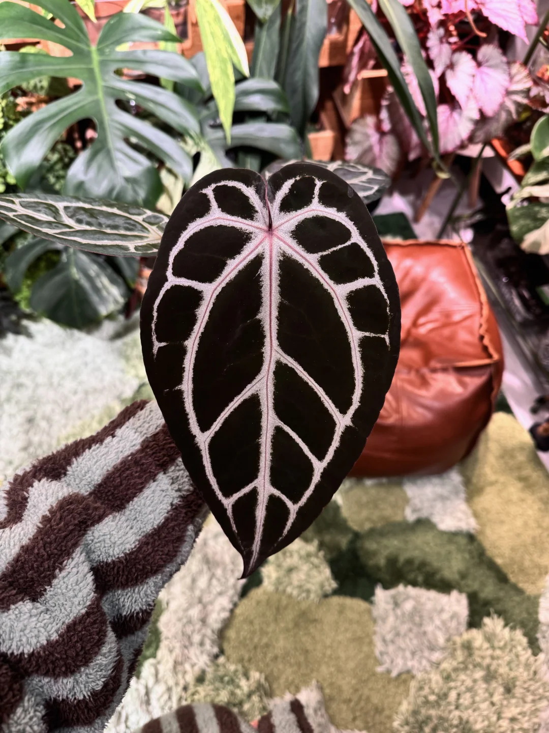 经过我的一顿乱点抢了颗红伊芙