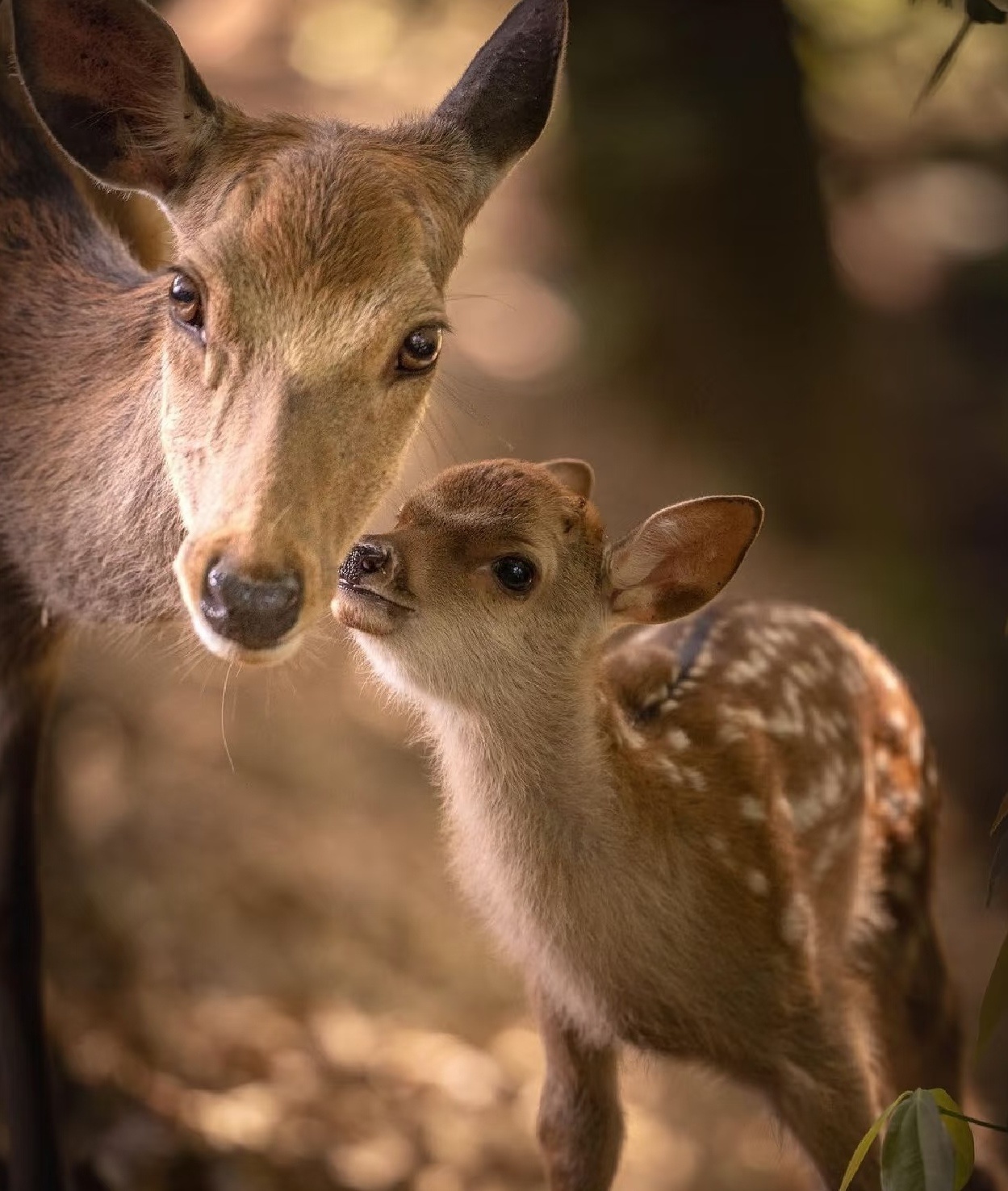 呦呦鹿鸣🦌 