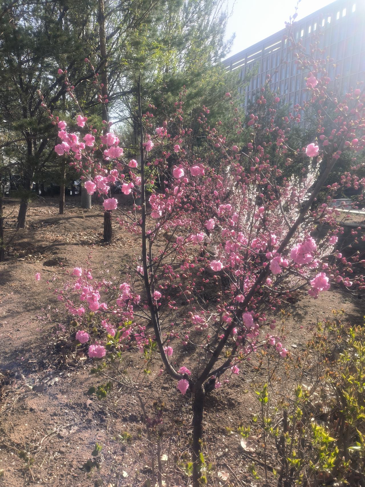 今日三月三，上巳节，北方有言:三月三，艾芽芽爬上山。就是说天渐暖，植物开始生根发