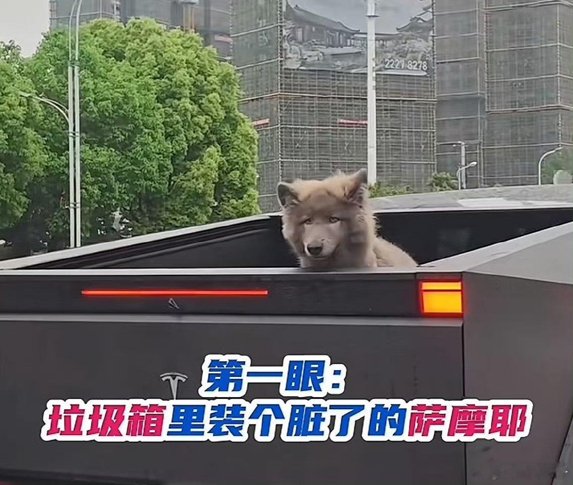 六位数的狗坐在七位数的车里现在的宠物狗，过的比人舒服，吃细糠，住得好，还坐好车，