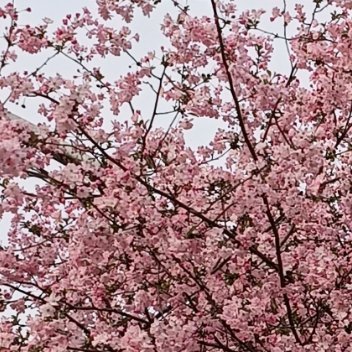 #每日一善[超话]#🌷#每日一善#🌷 #阳光信用# 🌷世间的人和事，来去都