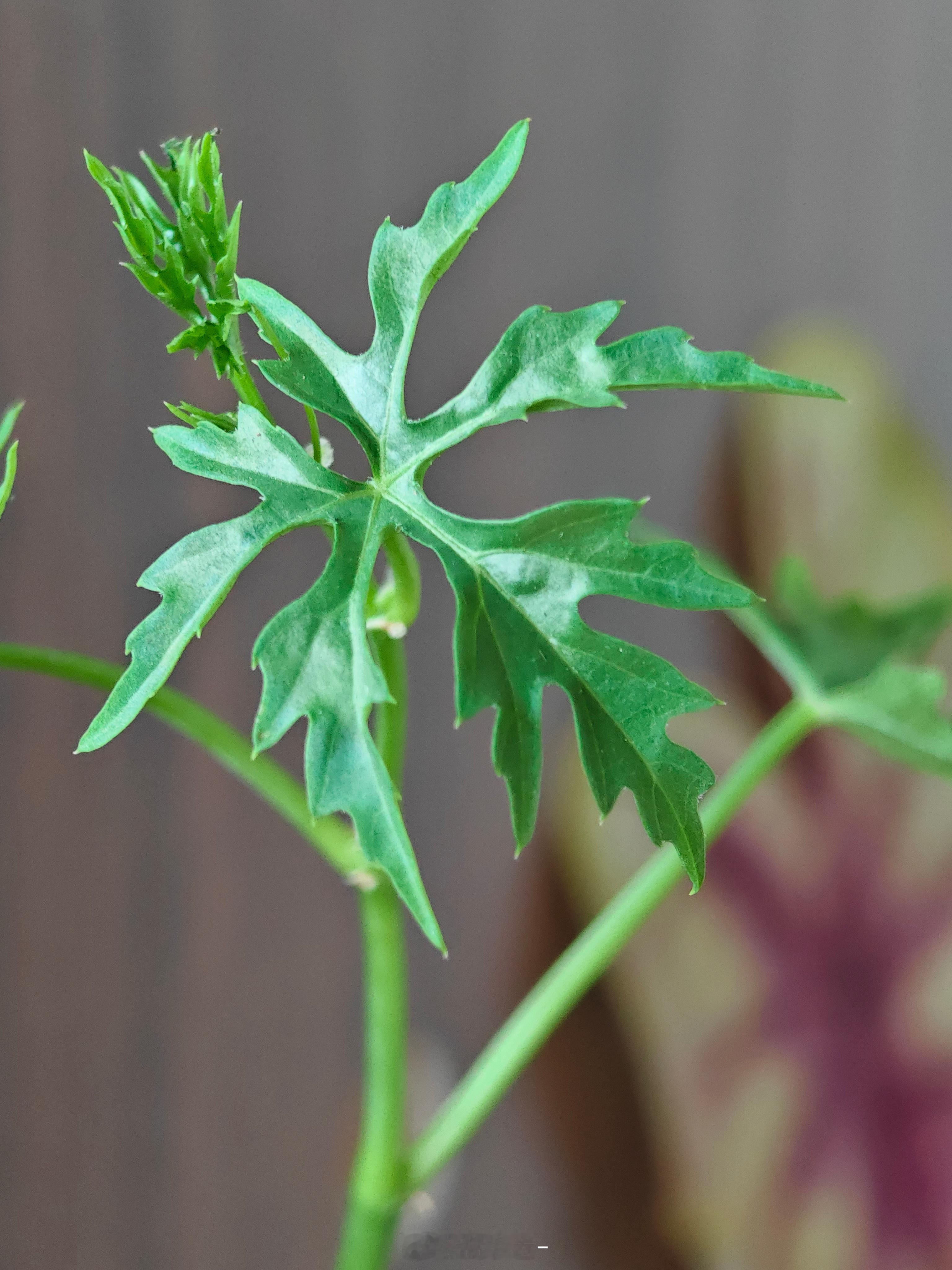 今天给屋里厕所一阵消杀目前没看到小飞虫了希望别再出现 求求[泪]顺手给家里的小可