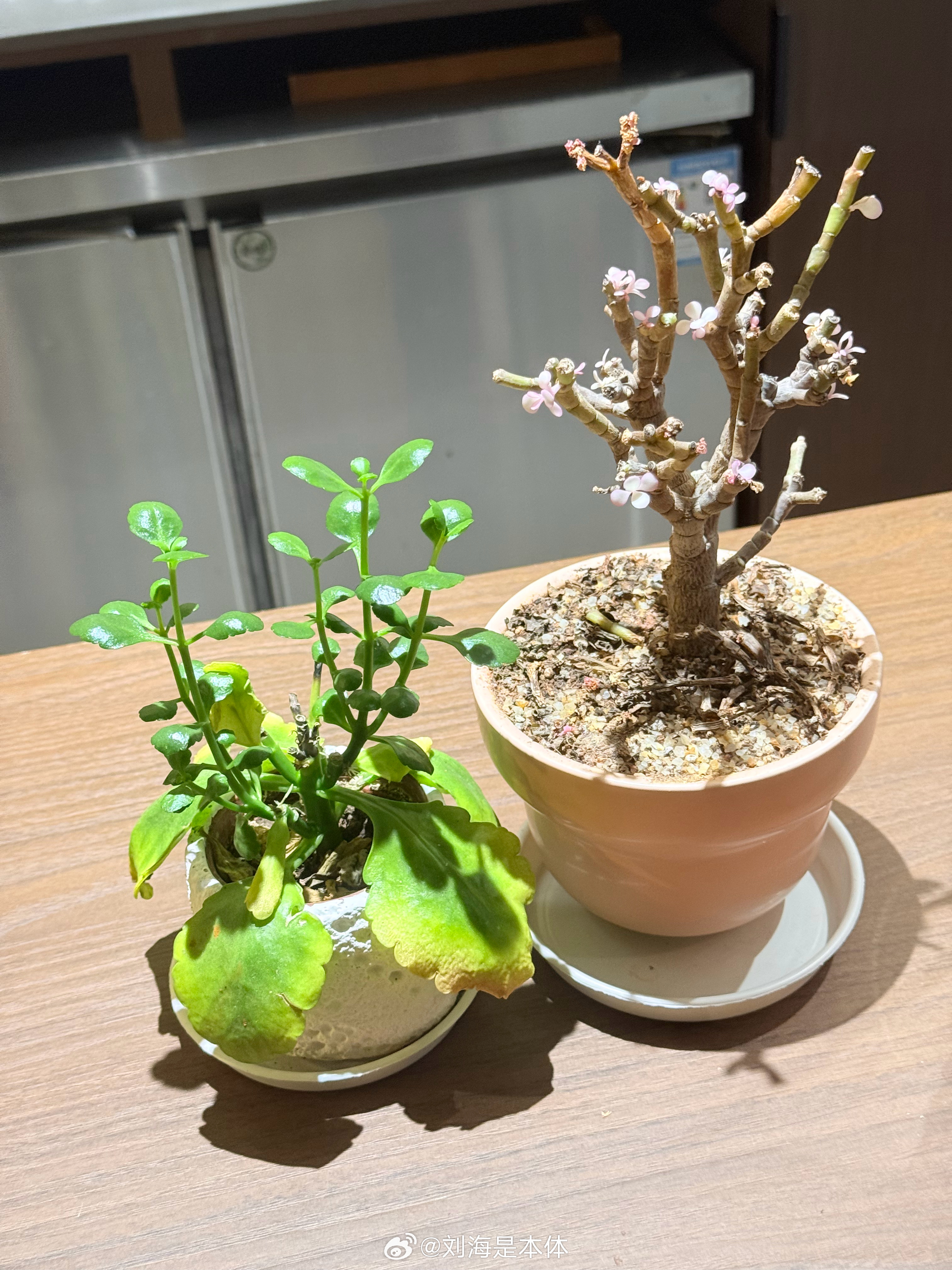 去愛讓你感到平靜和幸福的東西 