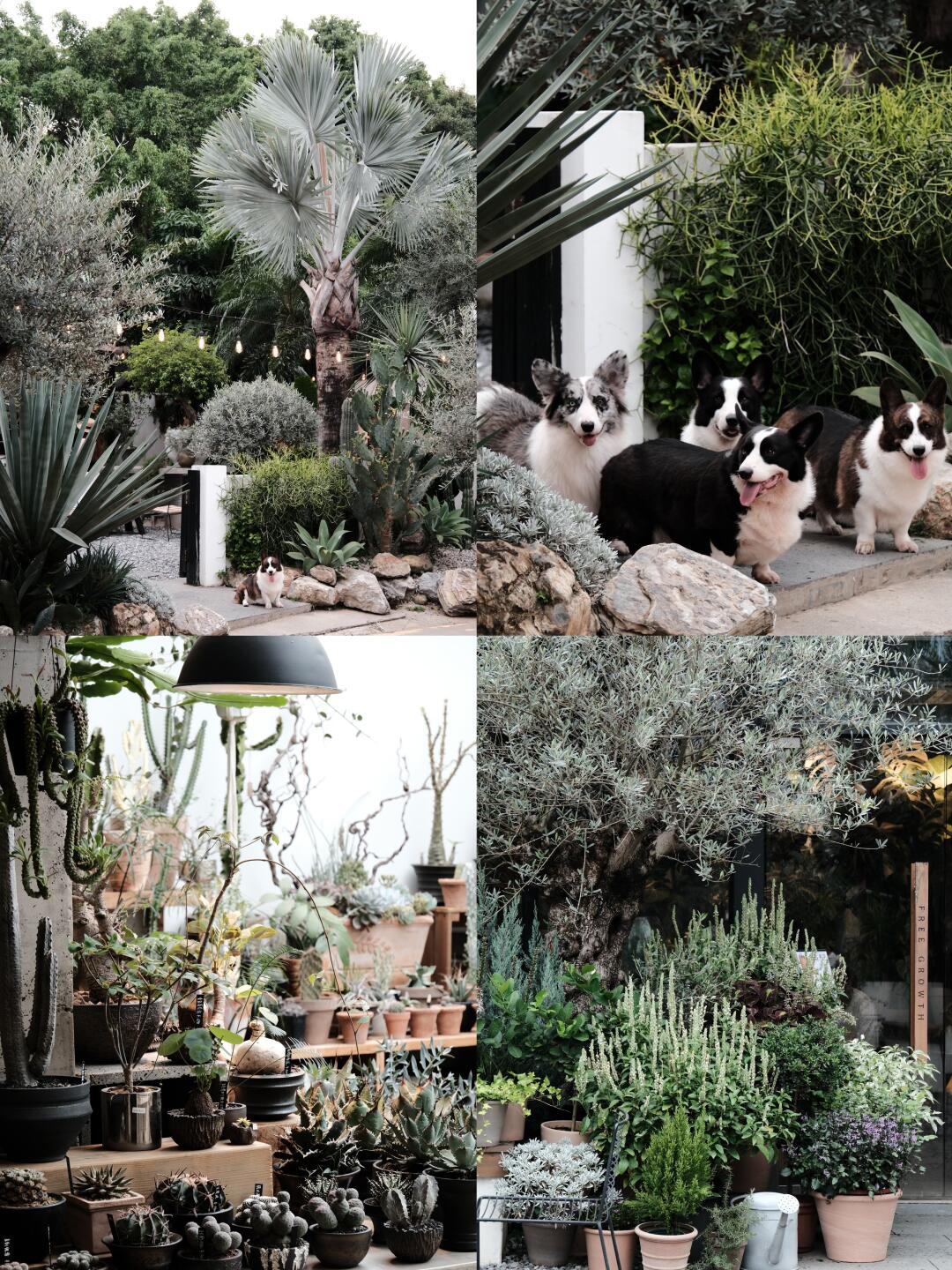 这家800平的植物店，三年时间我花了750万