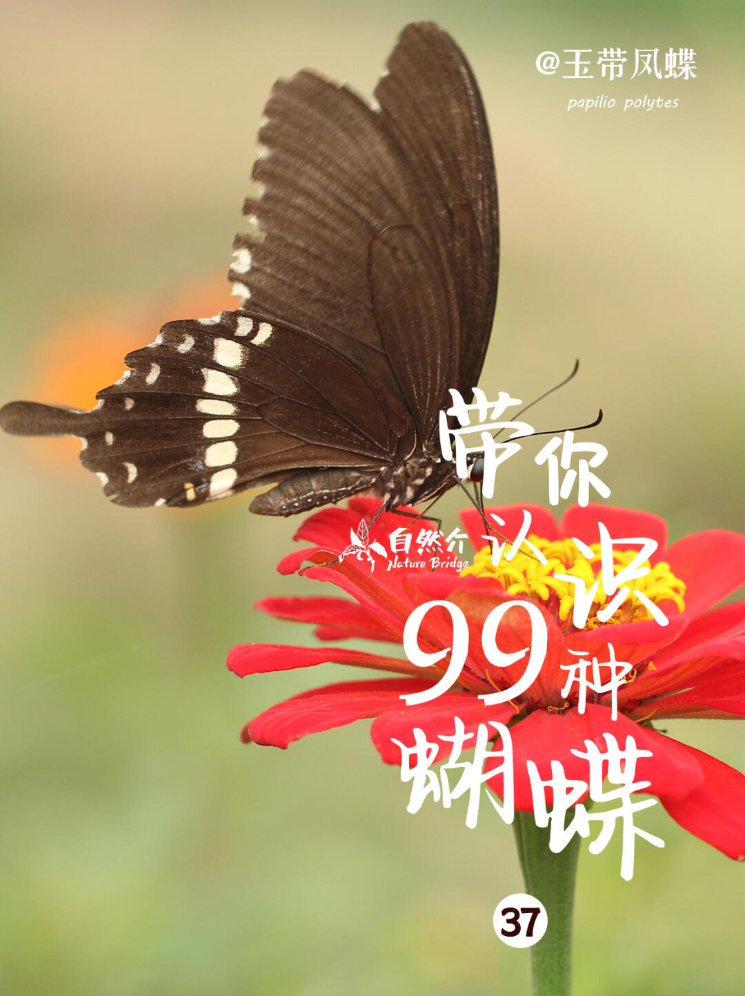 带你认识99种蝴蝶