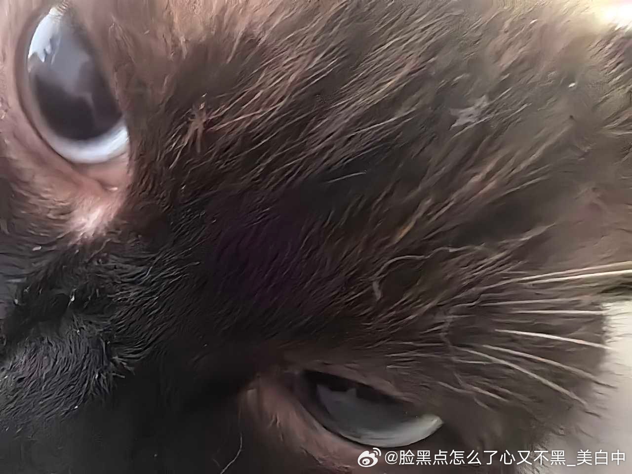 4201只黑脸这是满清第一杀手，你敢与他对视10秒钟吗？ 