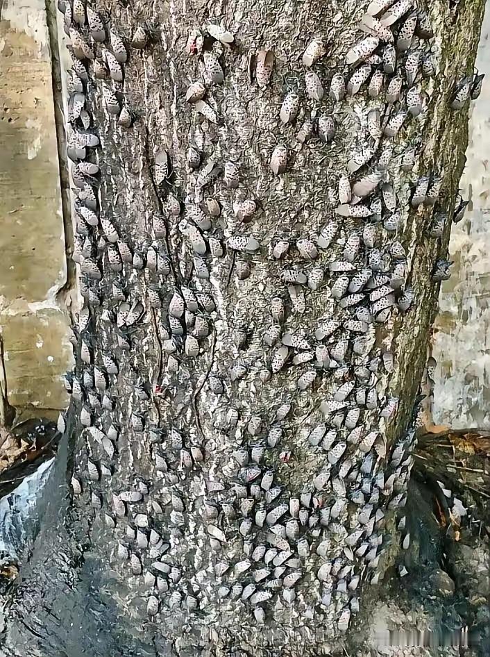 上午出去散步，路过一棵树旁，瞧见满树都是这种小虫子，看得我浑身直起鸡皮疙瘩。是这