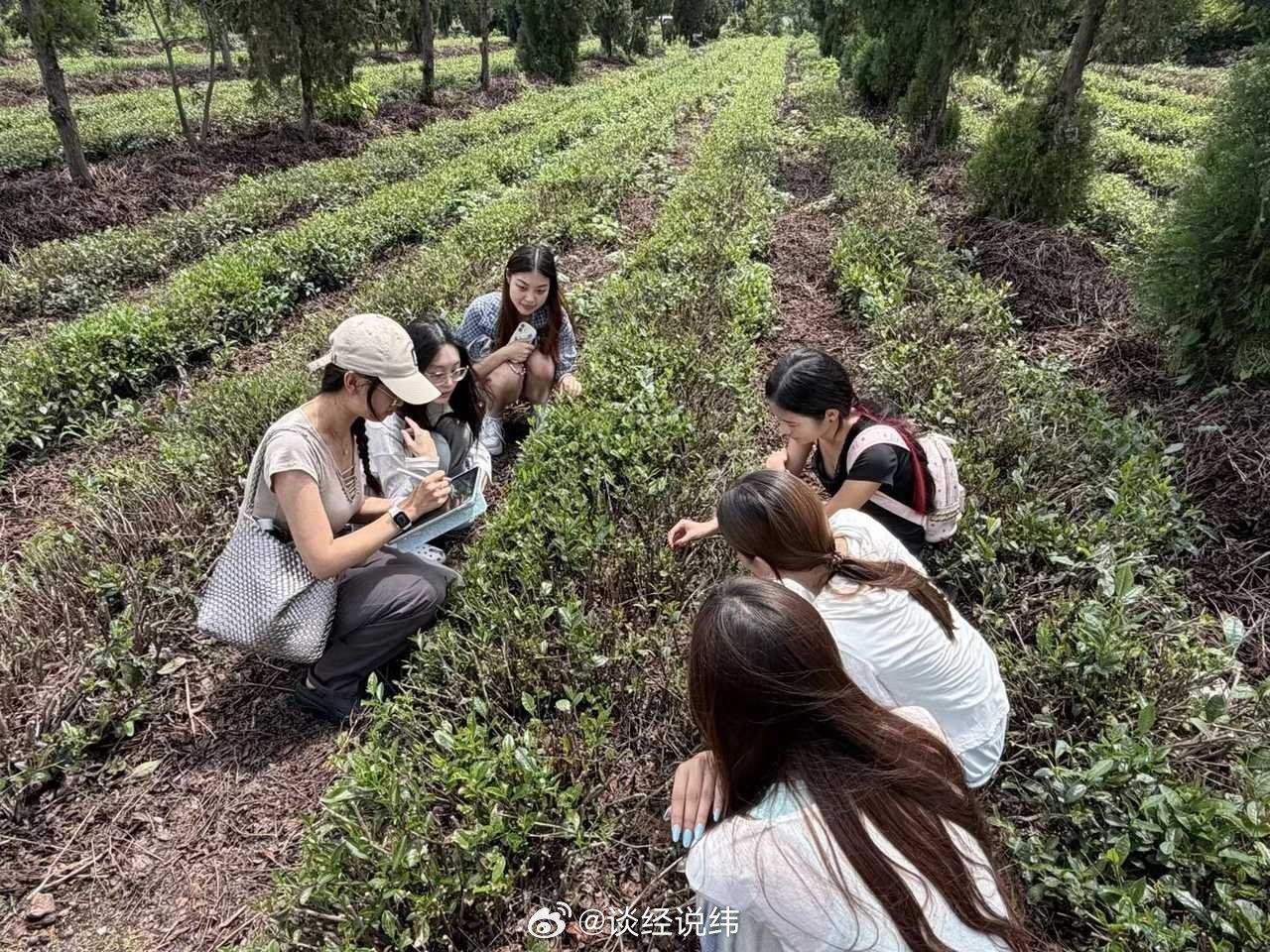 暑假社会实践三下乡【管理学院暑假社会实践】茶山躬行悟耕耘，青春同心助茶香7月19